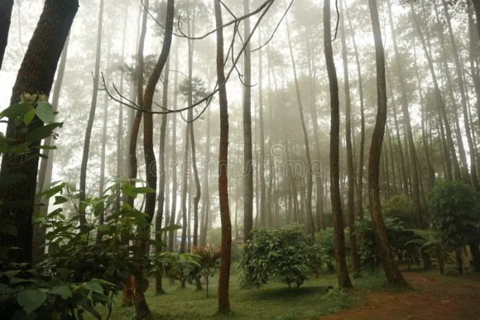 Wisata Bogor Dengan Pemandangan Alam